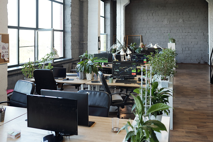 Pflanzen im Büro sorgen nicht nur für eine schönere Atmosphäre, sondern verbessern gleichzeitig die Luftqualität.